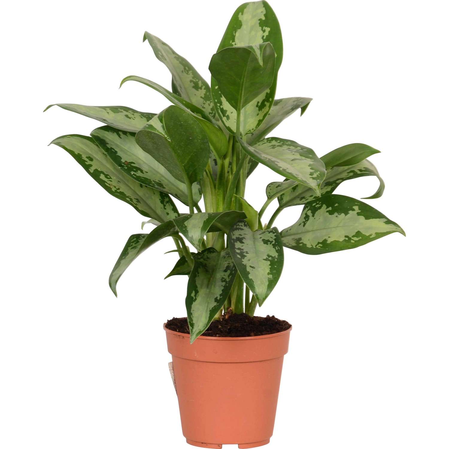 Kolbenfaden sortiert Höhe ca. 30 35 cm TopfØ ca. 12 cm Aglaonema
