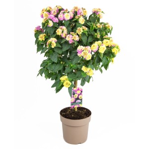 GROW by OBI Wandelröschen Stamm Violett, ca. 80 cm hoch, im Topf. Blühende Kübelpflanze mit bunten Blüten.