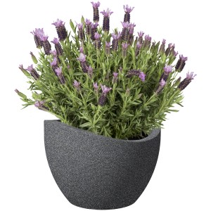 Scheurich Pflanzgefäß Wave Globe, Ø 50 cm, Schwarz-Granit mit Lavendel bepflanzt.