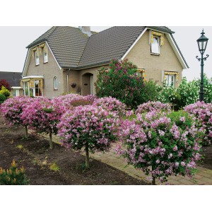 GROW by OBI Chinesischer Zwerg-Flieder "Palibin" Höhe ca. 70 cm Topf ca. 9 l