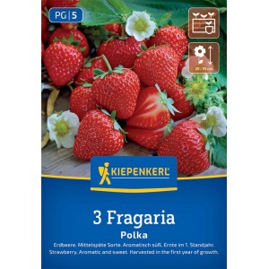 Kiepenkerl Erdbeeren Polka: dunkelrote, aromatische Erdbeeren und weiße Blüten.