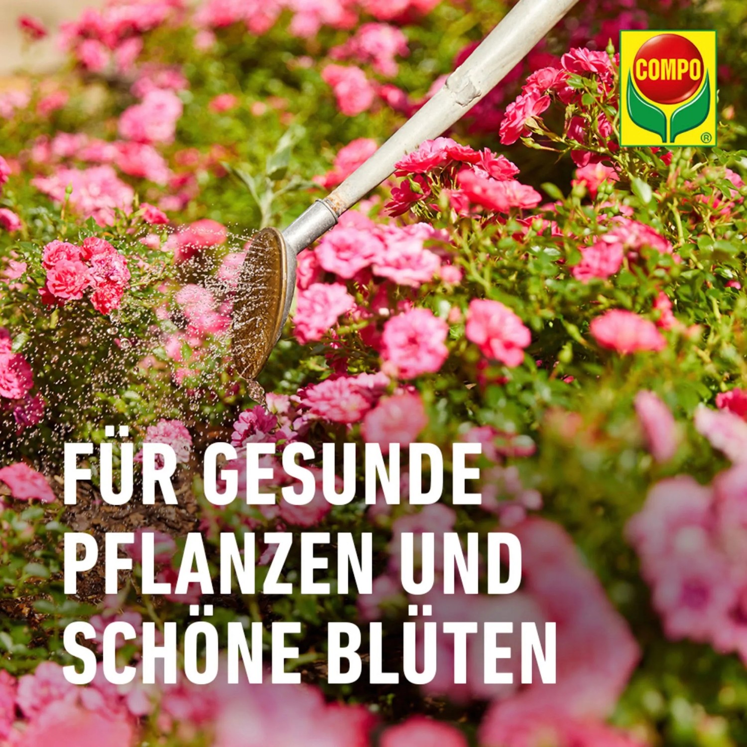 Compo Bio Rosen Langzeit-Dnger mit Schafwolle 750 g kaufen bei OBI