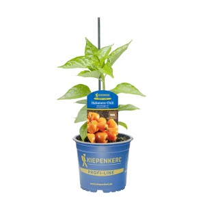 Kiepenkerl Paprika Chinense Hana Orange im Topf, orangefarbene Früchte und grüne Blätter.