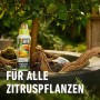 Compo Bio Zitruspflanzendünger 500 ml_4