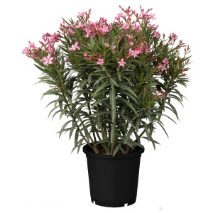 Oleander Busch (Nerium oleander) im Topf mit rosa Blüten, ca. 125-150 cm hoch, für die Frühjahrsbepflanzung.