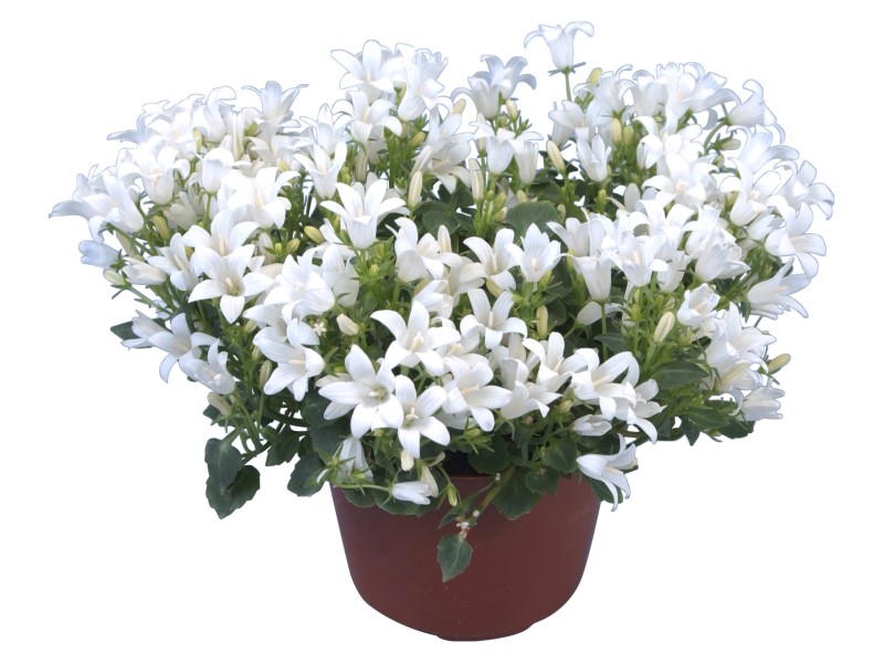 GROW by OBI Glockenblume Get Mee Weiß Topf Ø ca. 10,5 cm Campanula