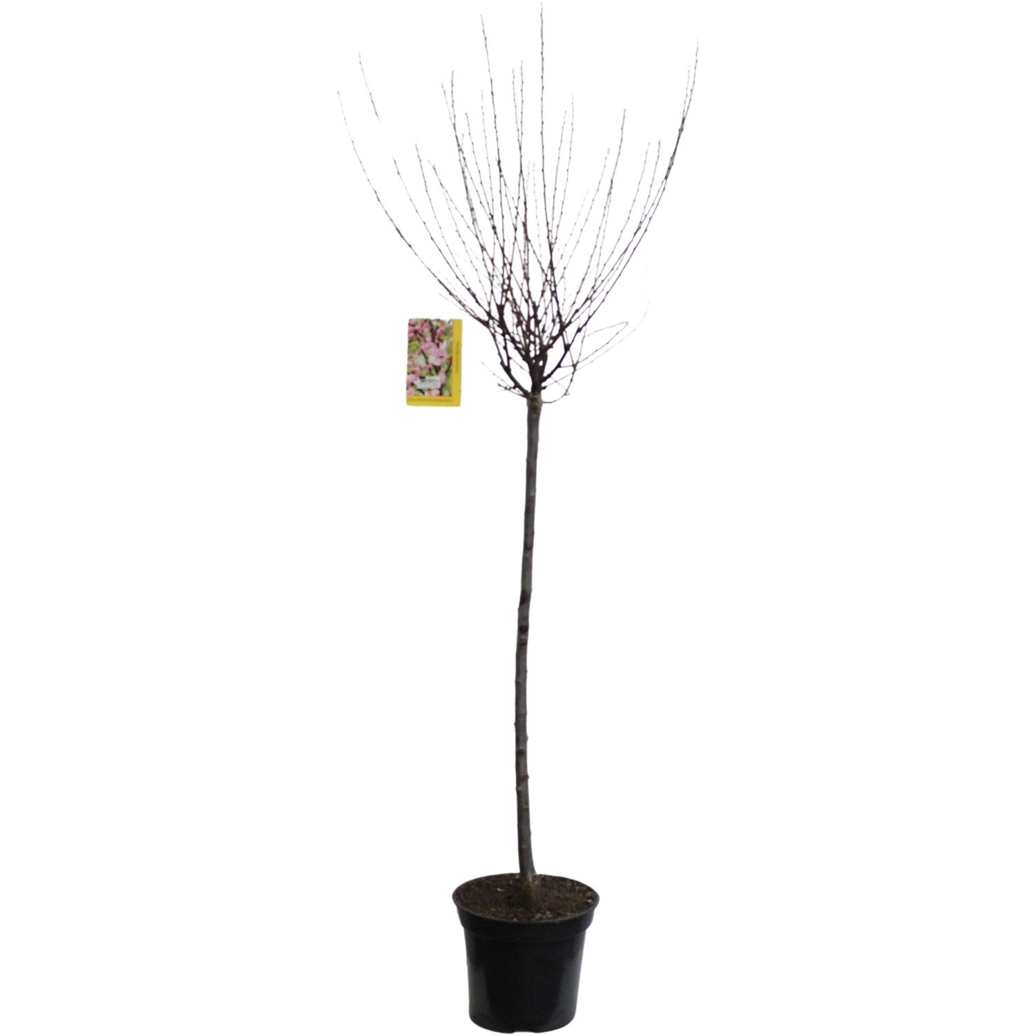 Mandelbäumchen Stämmchen Rosa Höhe ca. 60 80 cm Topf ca. 7 l Prunus
