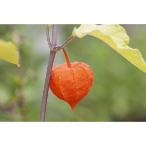 Nahaufnahme einer leuchtend orangefarbenen Lampionblume (Physalis alkekengi) im Garten.