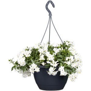 Sommerjasmin Ampel mit weißen Blüten im Topf, hängende Kübelpflanze.