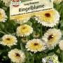 Samenpackung Sperli Ringelblume "Ivory Princess" mit cremefarbenen bis gelben Blüten.