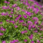 Blühende Mittagsblume (Delosperma cooperi) mit rosafarbenen Blüten im Beet.