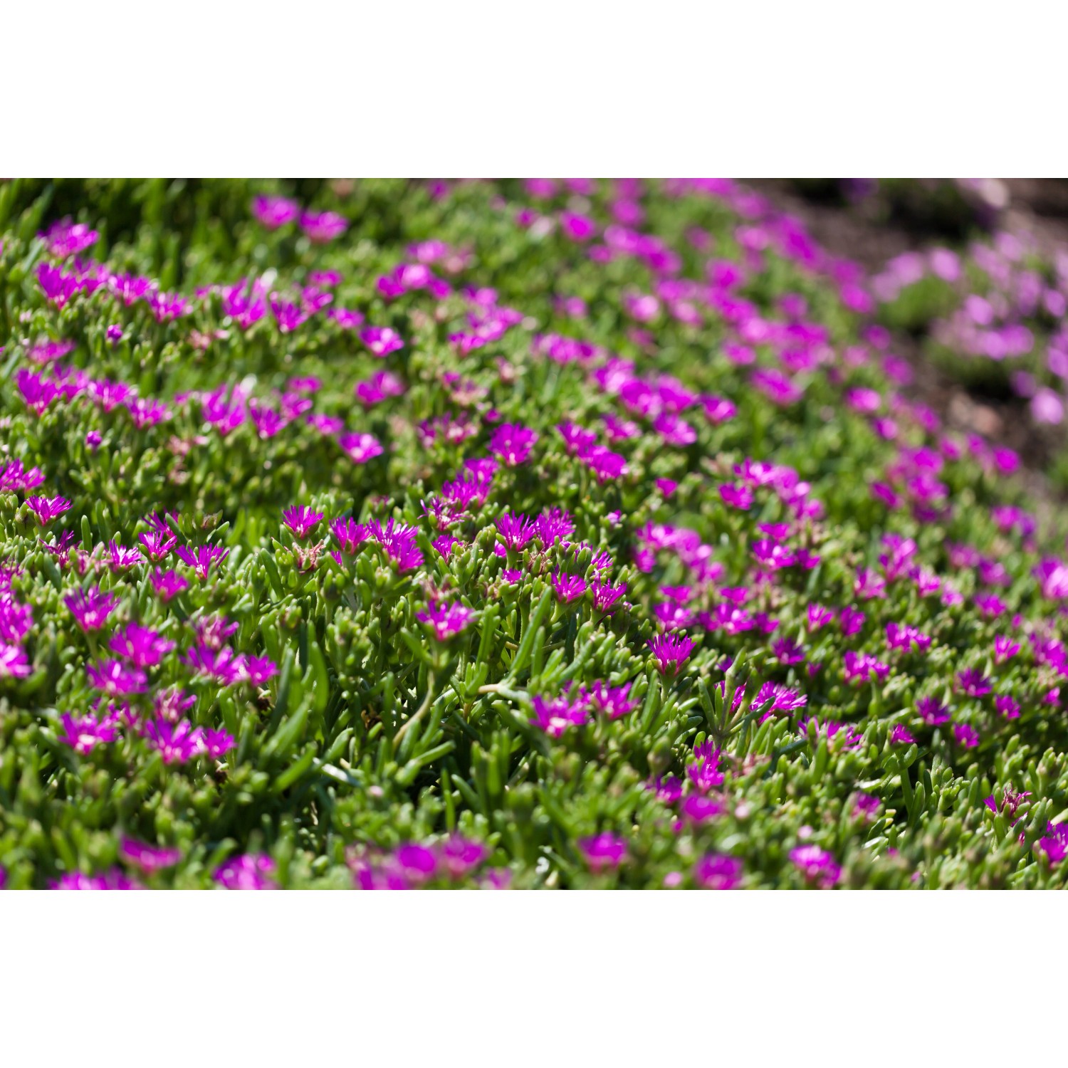 Blühende Mittagsblume (Delosperma cooperi) mit rosafarbenen Blüten im Beet.