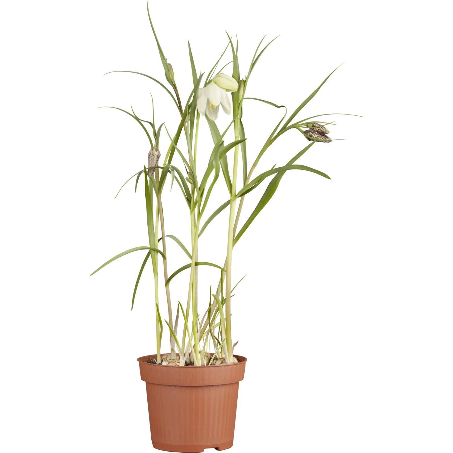 Schachbrettblume Wei Topf- ca. 12 cm Fritillaria meleagris kaufen bei OBI