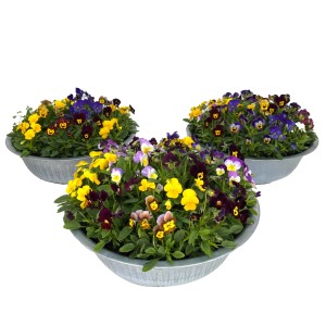Hornveilchen-Arrangement im Zinktopf, verschiedene Farben. Bepflanzte Schale für Balkon und Garten.