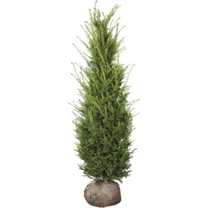 Eibe Set à 10 Stück Höhe ca. 100 - 120 cm Taxus baccata