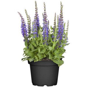 GROW by OBI Steppen-Salbei Topf-Ø ca. 19 cm Salvia