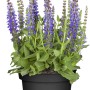 Blühender Steppen-Salbei im Topf, violette Blütenstände, grüne Blätter. GROW by OBI Salvia.