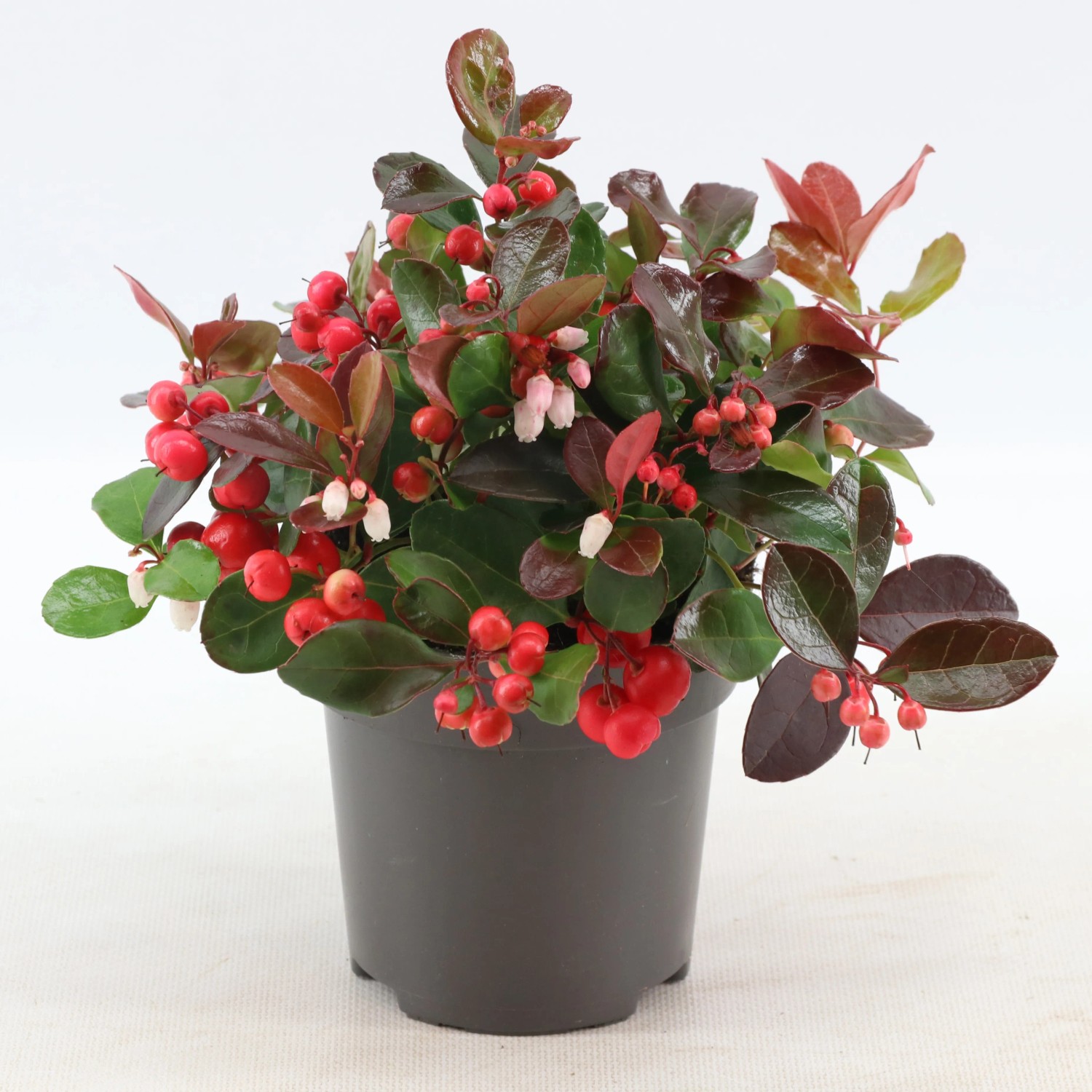 wisteria aquarium plant Water Wisteria | Aquarium Plant