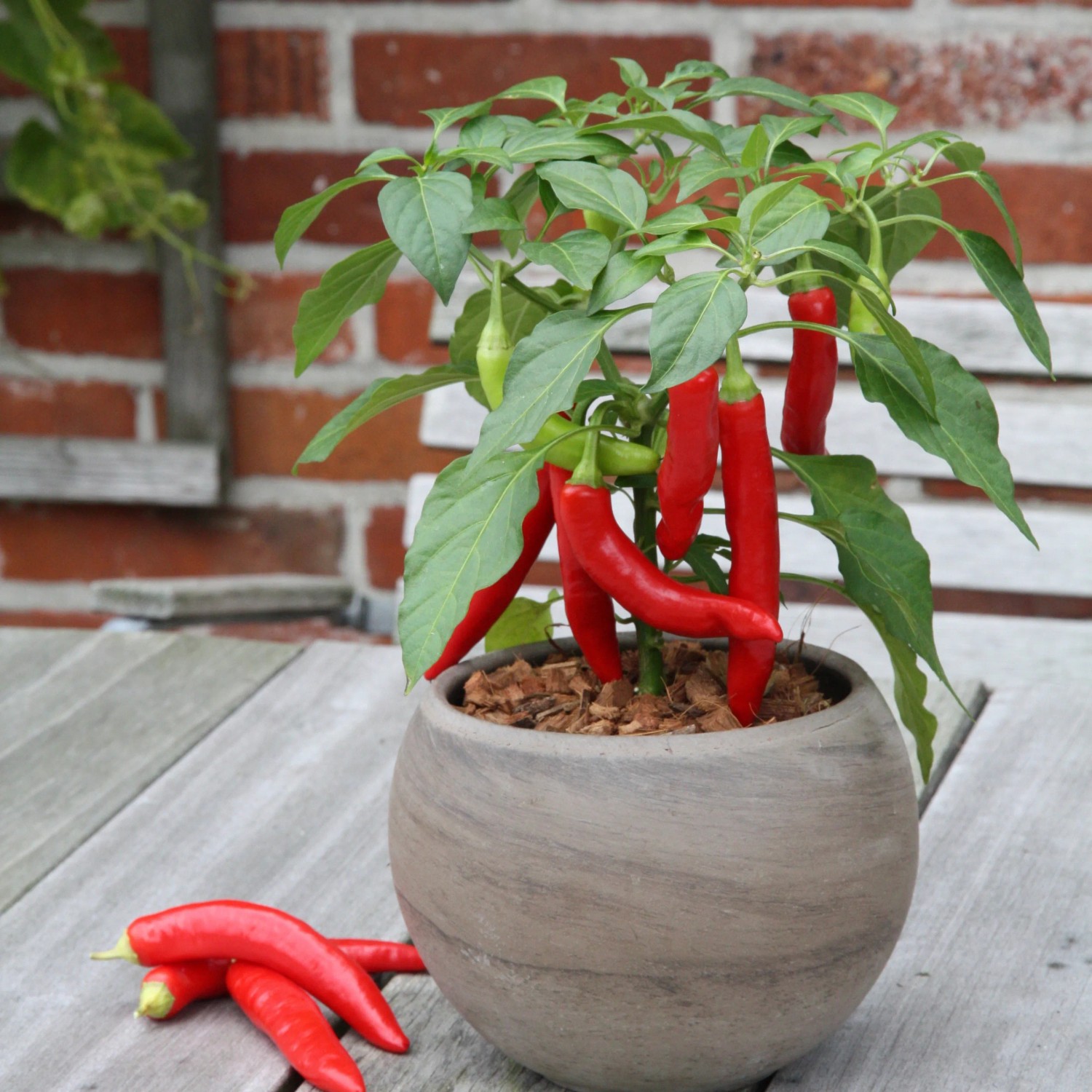 Blu Mini-Chili Topf- ca. 12 cm kaufen bei OBI