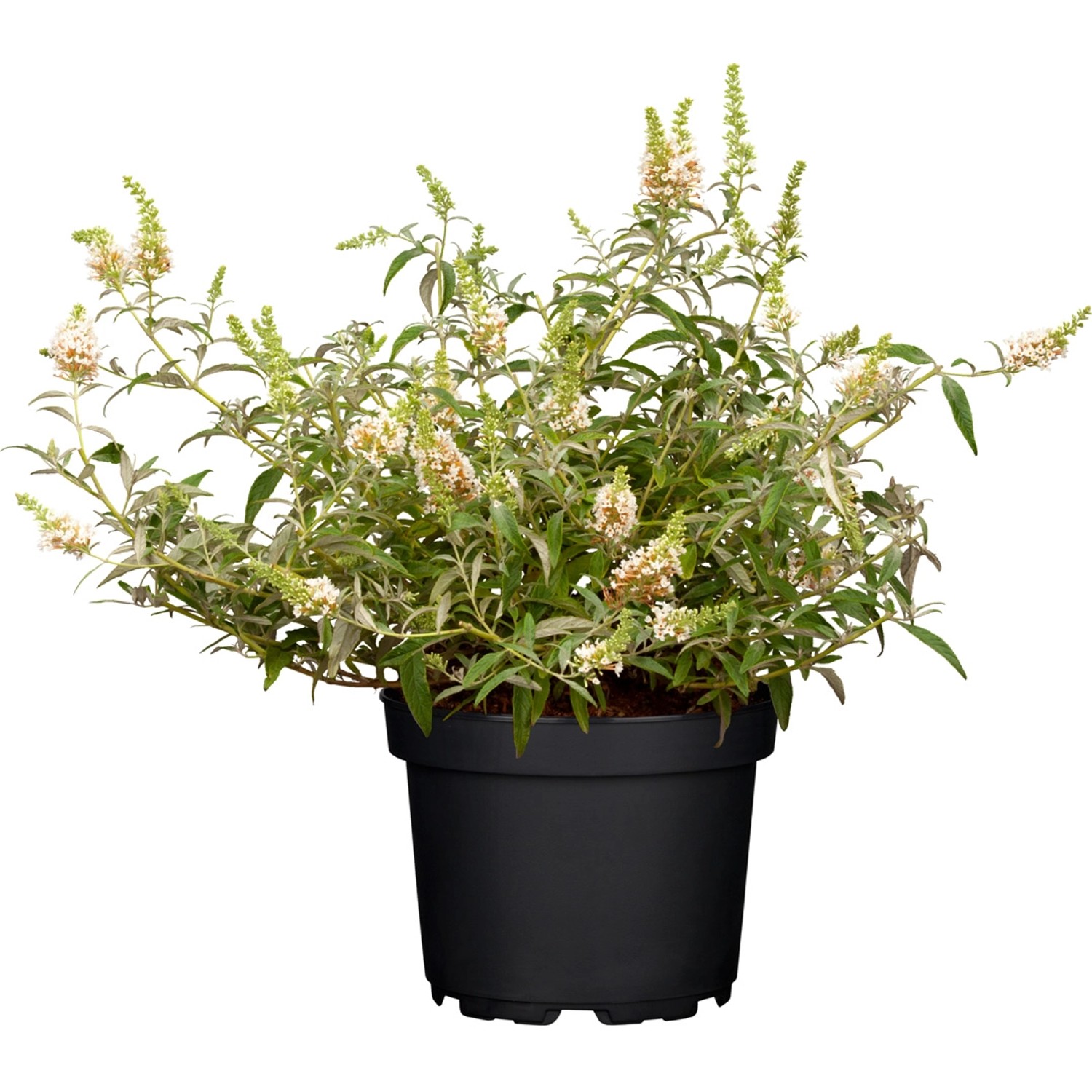 Sommerflieder 'Berries & Cream' im Topf, cremefarbene Blüten. Schmetterlingsflieder für Garten und Balkon.