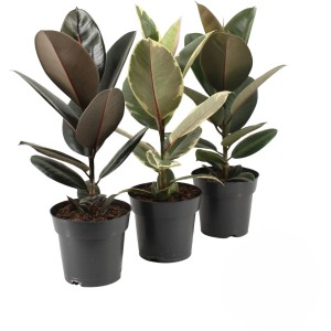 Gummibaum (Ficus elastica) Sortenmix im Topf, verschiedene Farben.