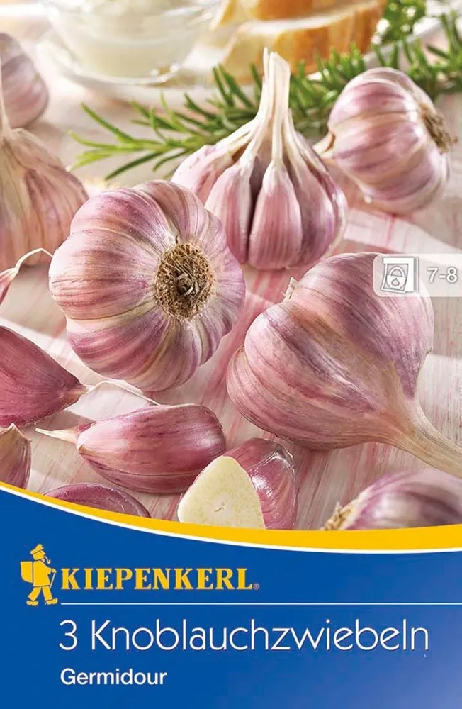 Kiepenkerl Wintersteckzwiebeln Messidrome - 3 Stück Knoblauchzwiebeln Zum Pflanzen