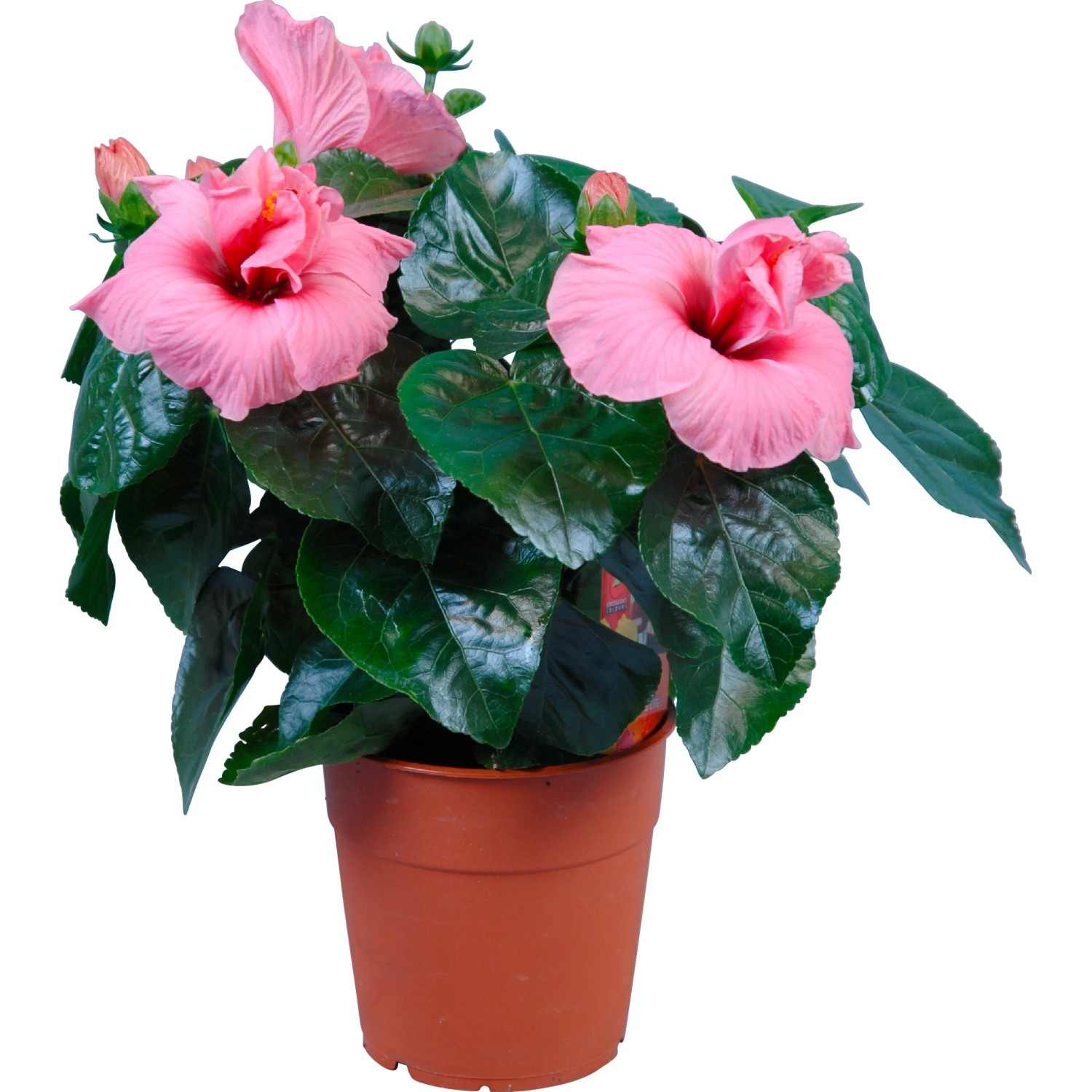 gute blumenerde fr zimmerpflanzen Bio-Blumenerde kaufen