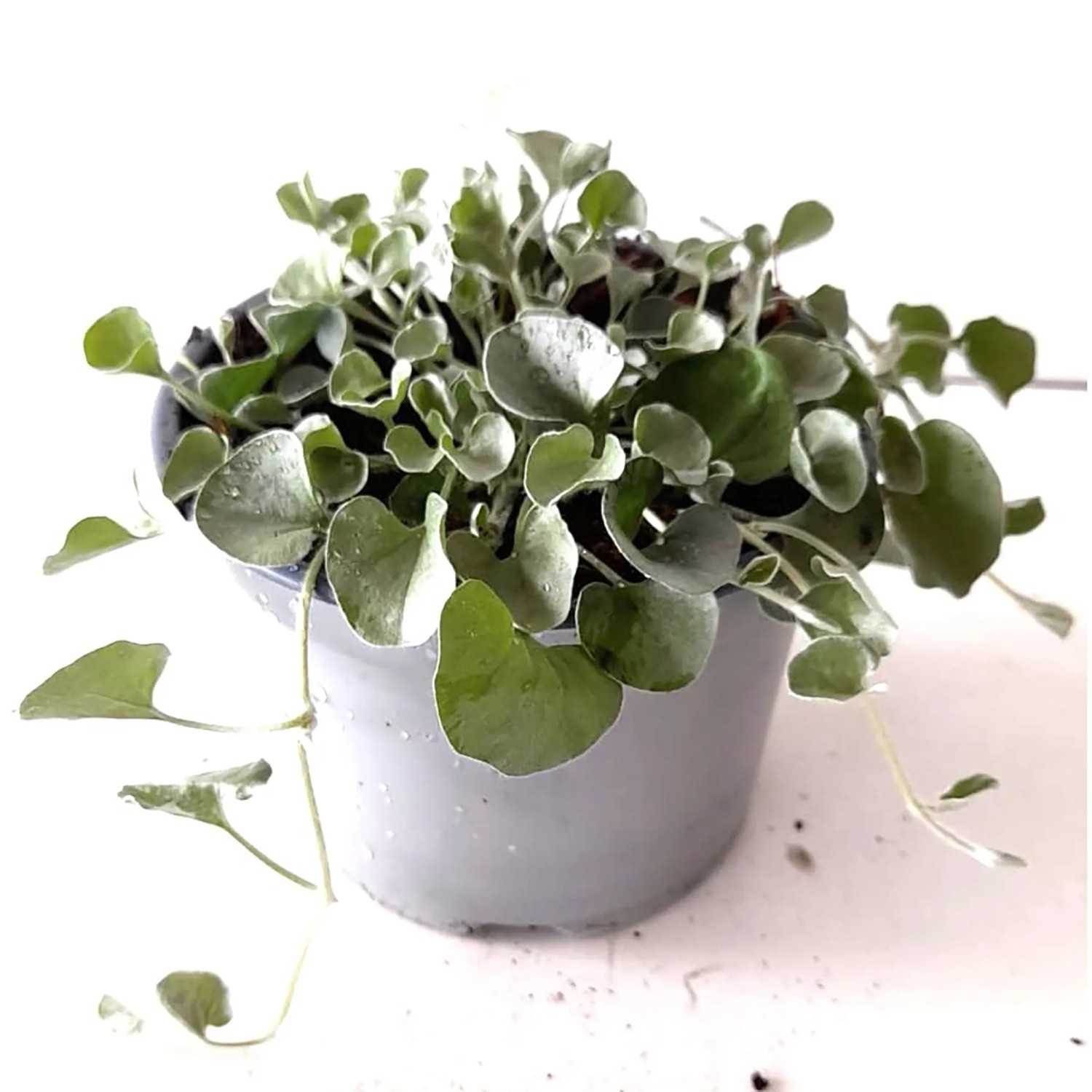 Pottburri Silberregen "Silver Falls" Topf- ca. 13 cm Dichondra argentea  kaufen bei OBI