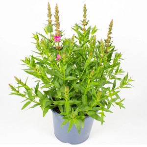 Blutweiderich im Topf, ca. 35 cm hoch, mit grünen Blättern und rosa Blüten.