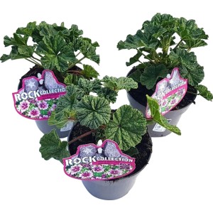 Wilde Malve im Topf, violette Blüten und grüne Blätter. Kübelpflanze für sonnige Standorte.