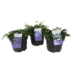 Kleinblättriges Immergrün in Sorten Länge 20 - 25 cm Topf ca. 3 l Vinca minor