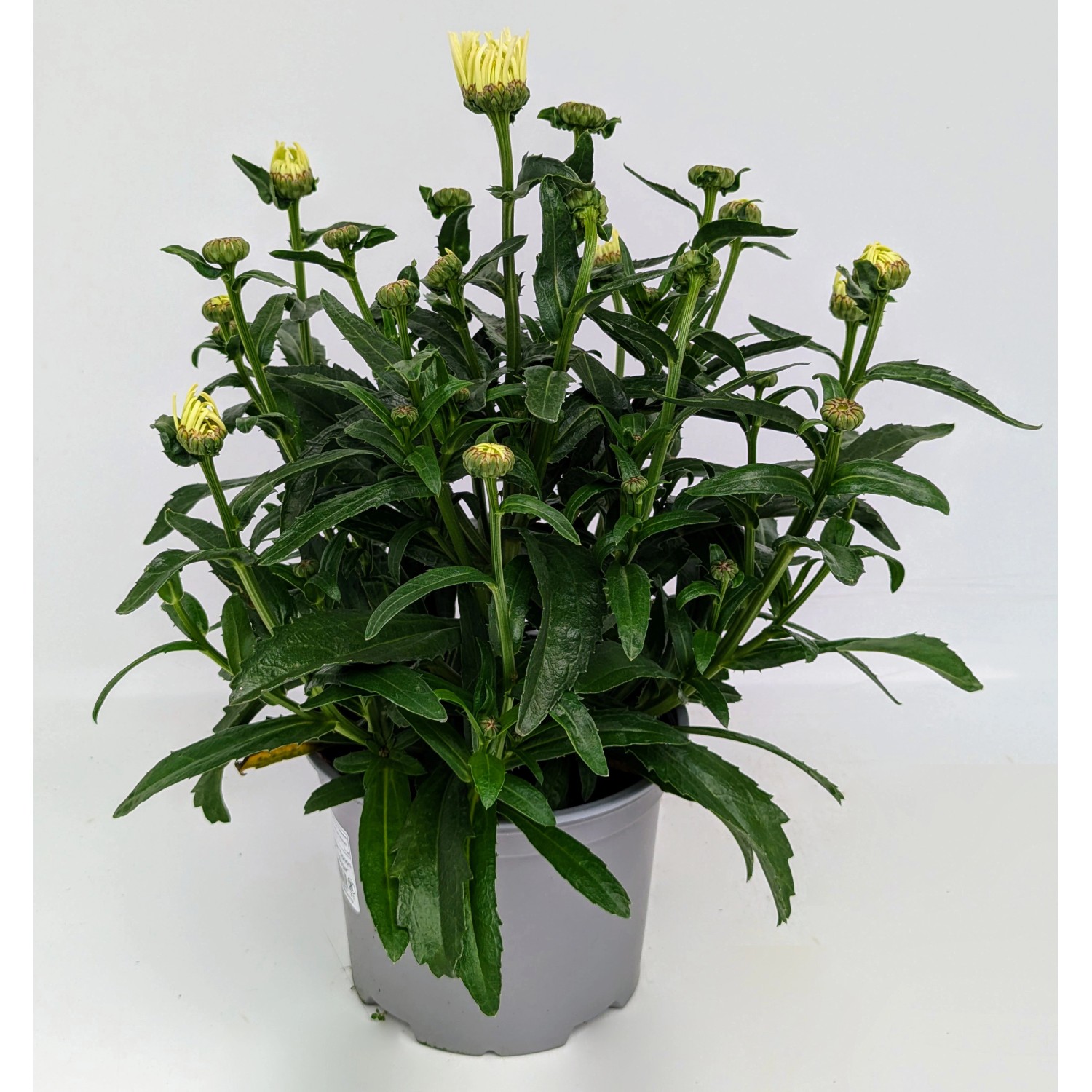 Margeriten Leucanthemum Weiß Höhe ca. 60 80 cm TopfØ ca. 35 cm