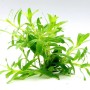 Dennerle Plants Heteranthera Zosterifolia Aquariumpflanze In-Vitro mit hellgrünen Blättern.