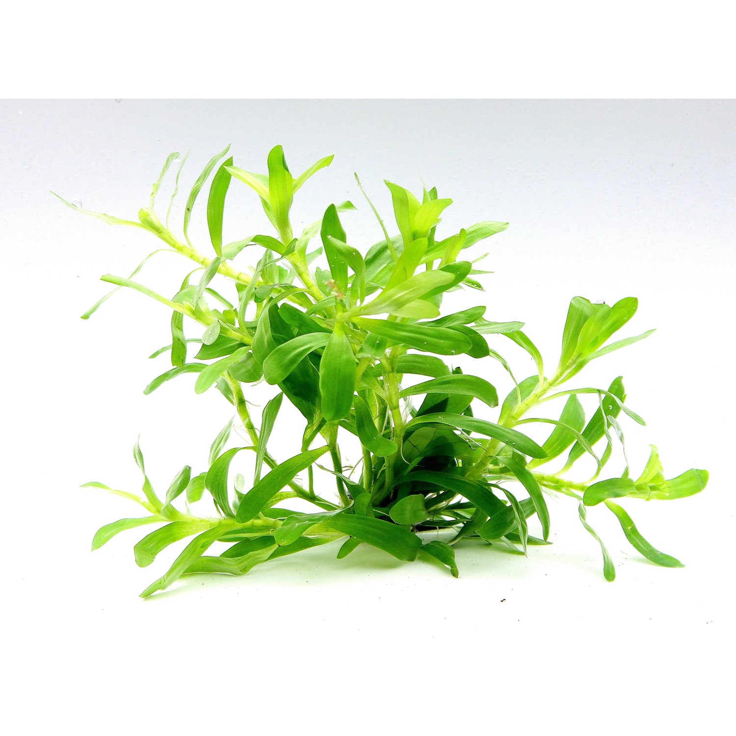 Dennerle Plants Heteranthera Zosterifolia Aquariumpflanze In-Vitro mit hellgrünen Blättern.