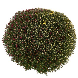 Buschige Herbst-Chrysantheme Quattro von GROW by OBI mit roten und gelben Blütenknospen.