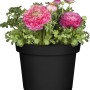 Ranunkel Hybriden-Mix im Topf, Farbauswahl. Blüten in Rosa und Pink.