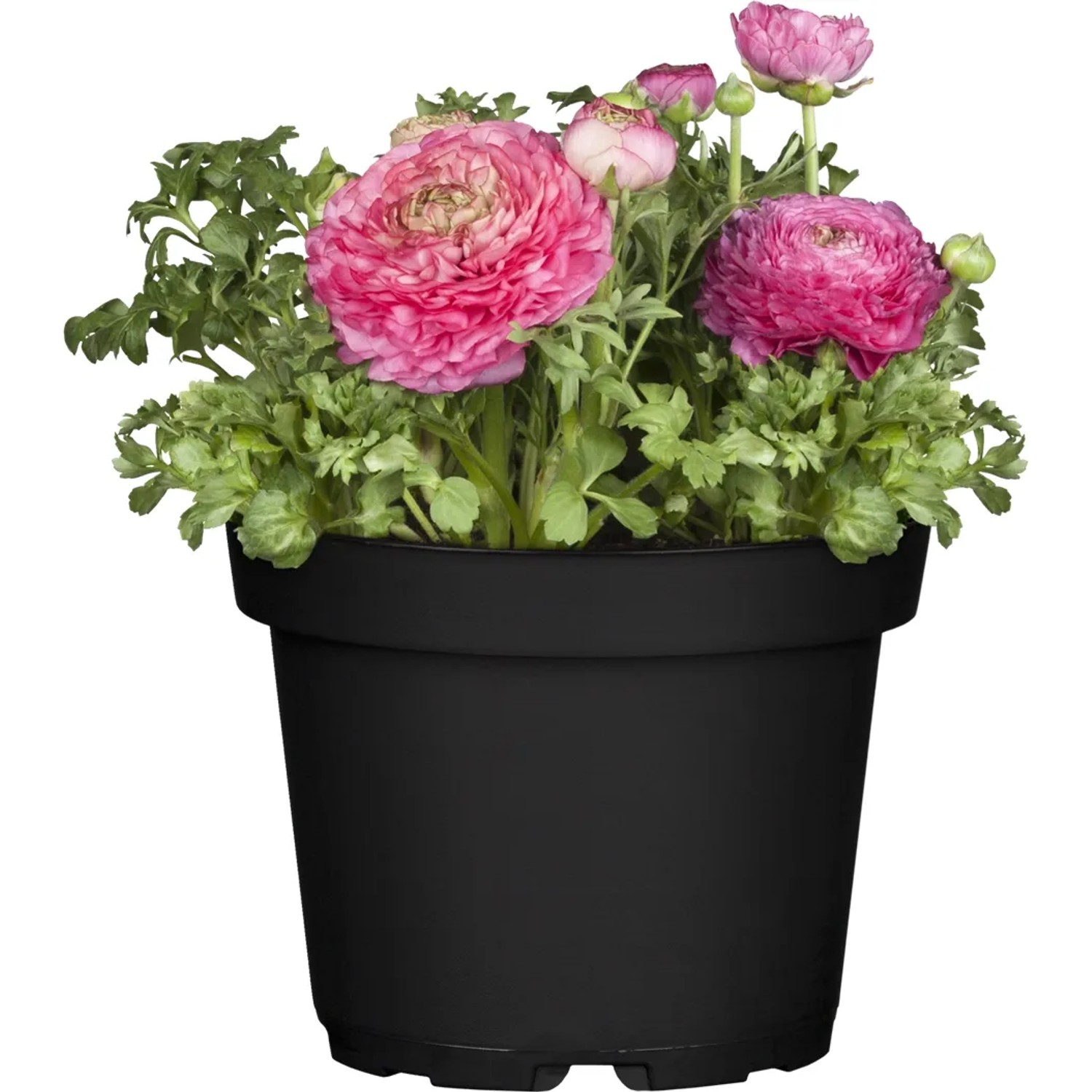 Ranunkel Hybriden-Mix im Topf, Farbauswahl. Blüten in Rosa und Pink.