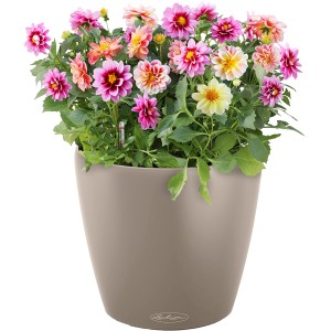 Lechuza Classico Color Pflanzgefäß, Ø 18cm, sandbraun, mit bunten Dahlien bepflanzt.
