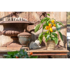 GROW by OBI Snackpaprika Gelb im Topf, ca. 35-45 cm hoch, mit reifen, gelben Paprikafrüchten.