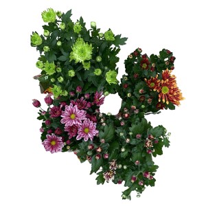 Herbst-Chrysanthemen in Sonderfarben, Farbauswahl im 12 cm Topf.