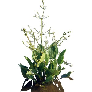 Froschlöffel (Alisma plantago-aquatica) im Topf, eine Sumpfpflanze für den Gartenteich.