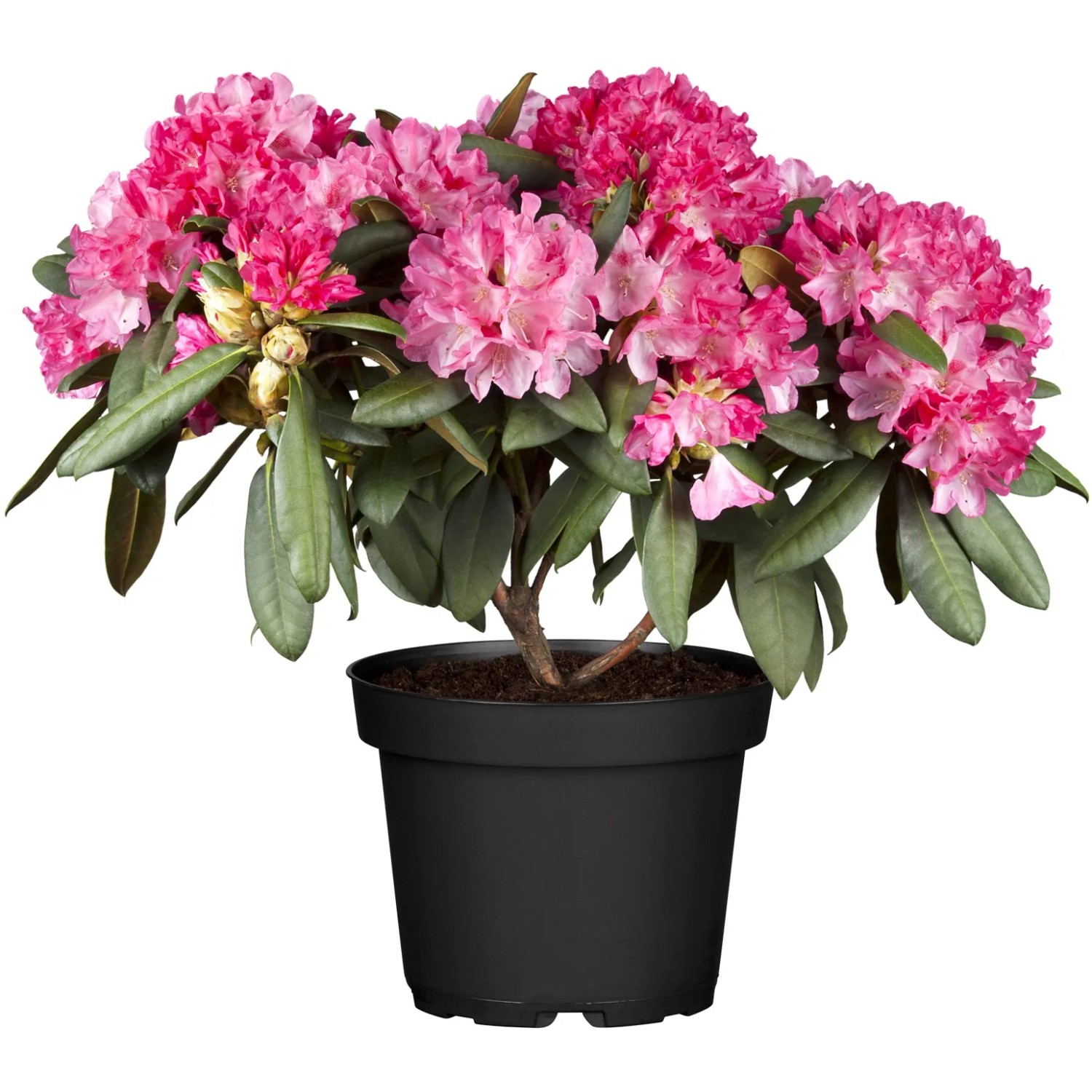 OBI Yaku-Rhododendron "Tatjana" Pink Hhe ca. 20-30 cm Topf ca. 5 l  Rhododendron kaufen bei OBI