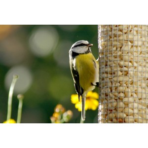 Blaumeise an silberner Dobar Metall-Futtersäule mit Nüssen im Garten.