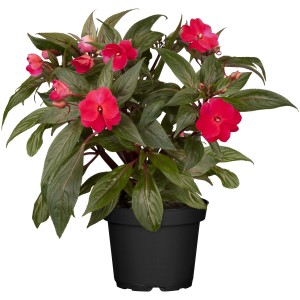 Fleißiges Lieschen Topf-Ø ca. 14 cm Impatiens Neu Guinea