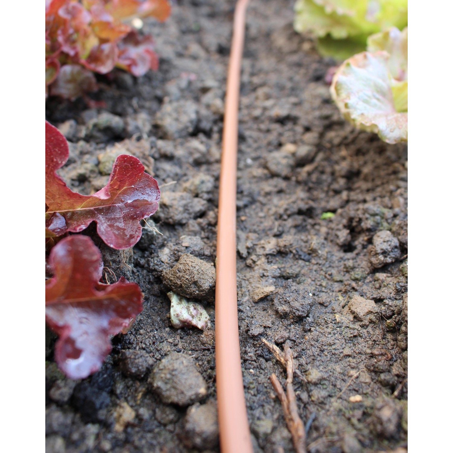 Tropfschlauch im Beet für Vitavia Gewächshaus Apollo zur Bewässerung von Pflanzen.