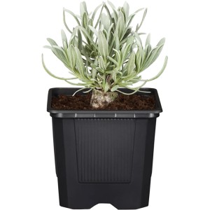 GROW by OBI Weiße Lavendel Alba im schwarzen Topf, ca. 10-20 cm hoch.