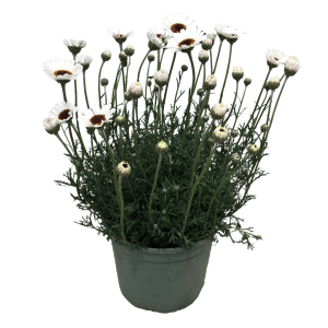 Marokkanische Margerite Casablanca im Topf, weiße Blüten mit dunkler Mitte.