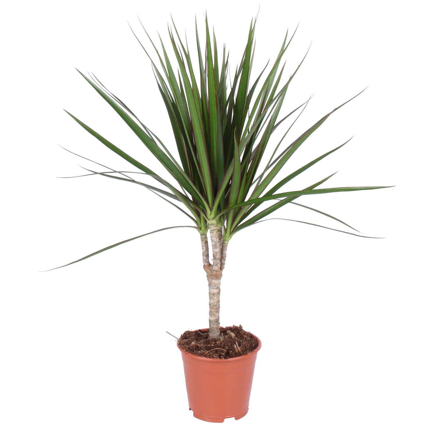 Grünpflanze im Topf, ca. 50-65 cm hoch. Dekorative Zimmerpflanze für helle Standorte.