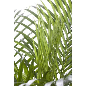 Detailaufnahme der grünen Blätter einer Goldfruchtpalme (Areca Dypsis Lutescens).