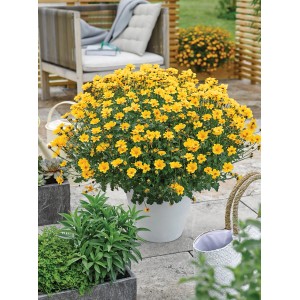 Gelber Zweizahn (Bidens ferulifolia) im Topf, eine blühende Hängepflanze für sonnige Standorte.